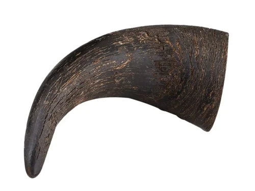 Buffalo horn ass