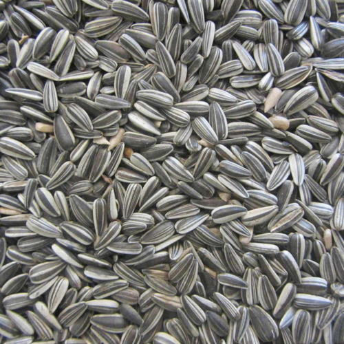 Stribet solsikke – dobbeltrensede