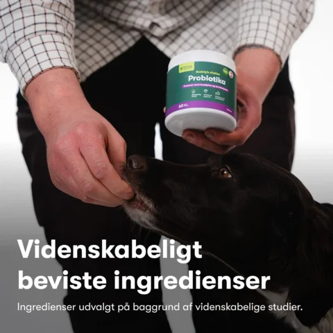 Buddys Choice Probiotika