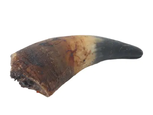 Whesco Okse Horn 1 stk. 12-20 cm